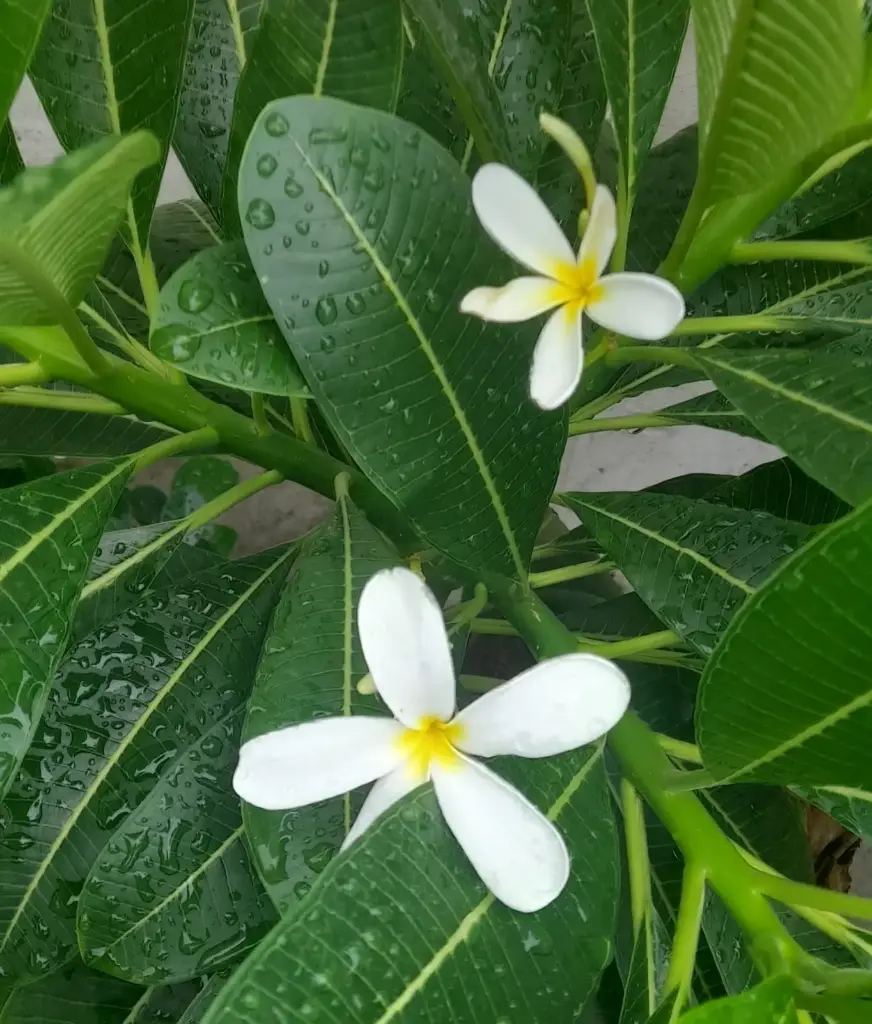 Plumeria/champa