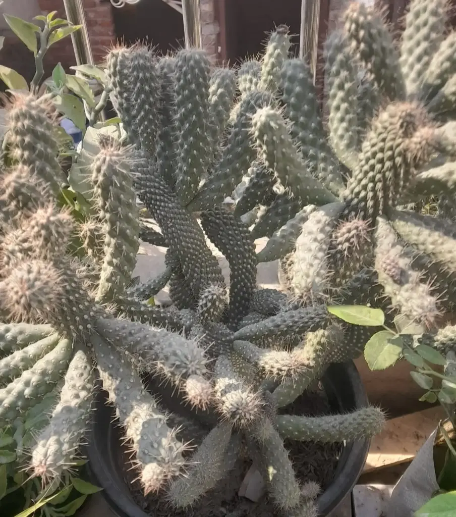 cactus