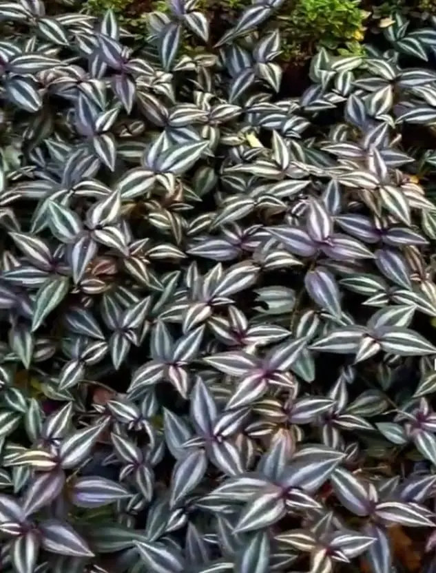 wandering Jew