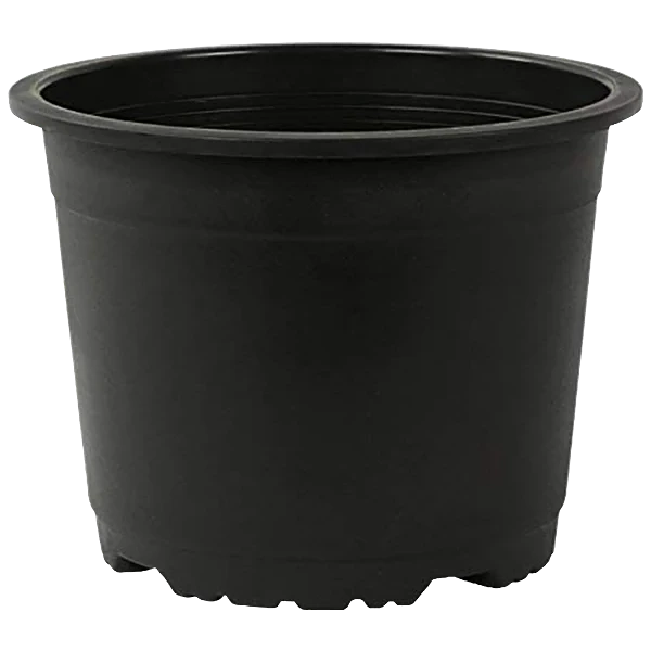 Black pot 10 inch