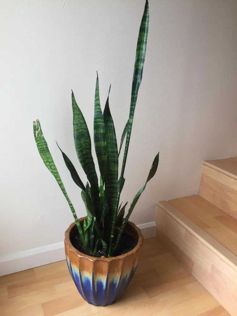 SNAKE PLANT