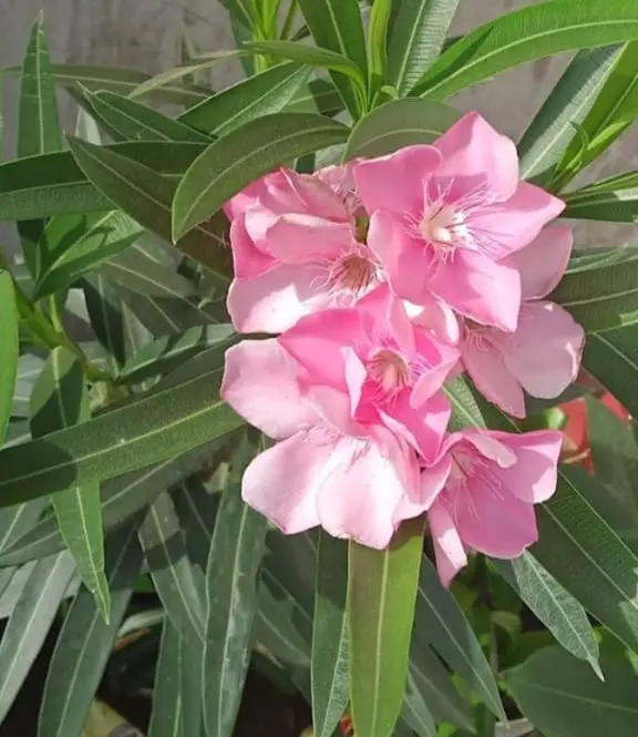 OLEANDER/ KANER  (Yellow)