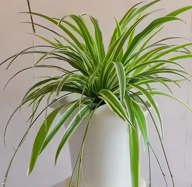 spider plant
