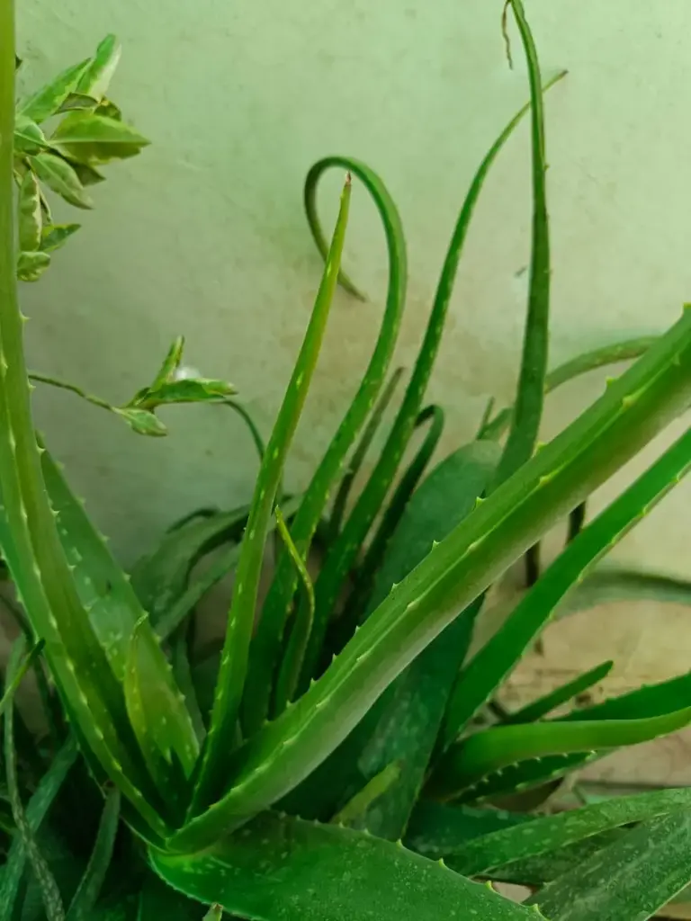 Aloevera sapling