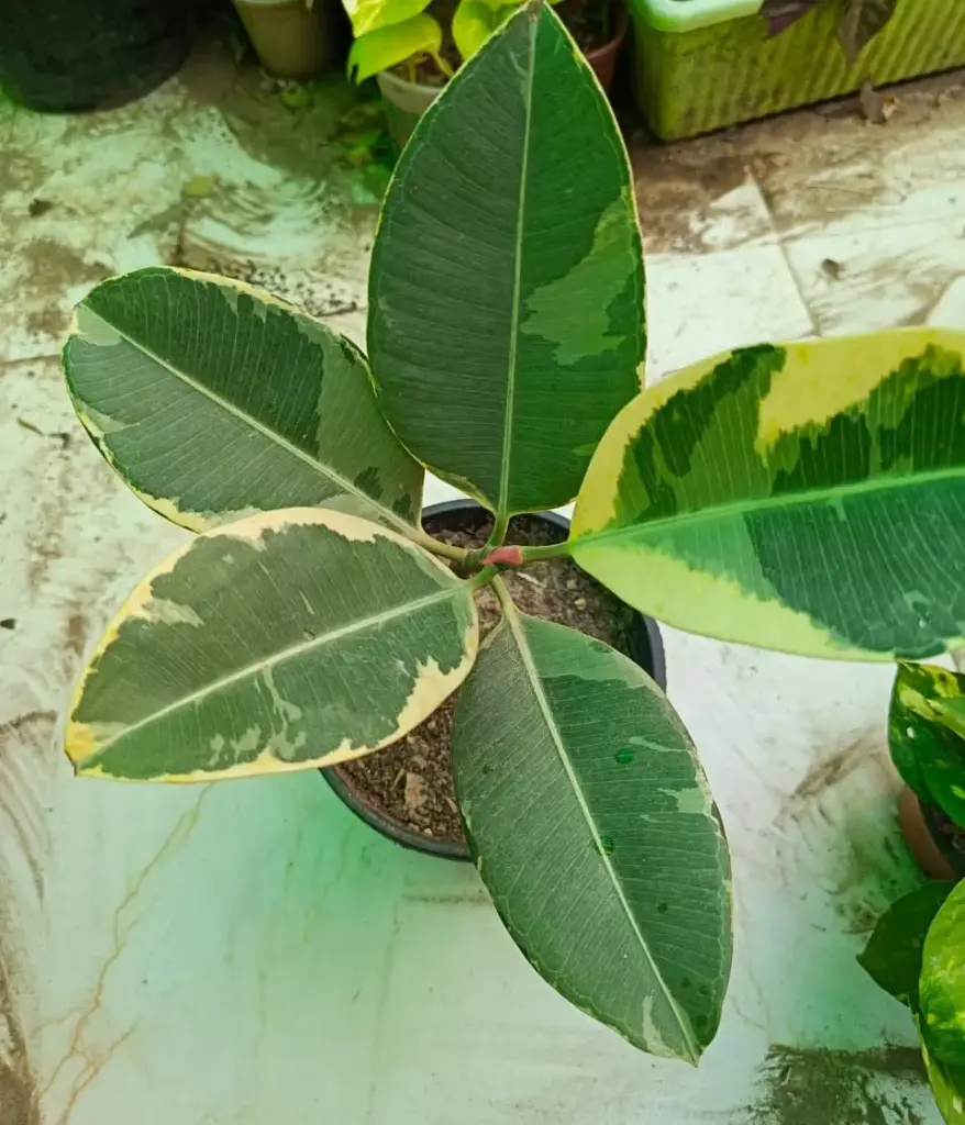 Rubber plant variegated sapling(1pc)