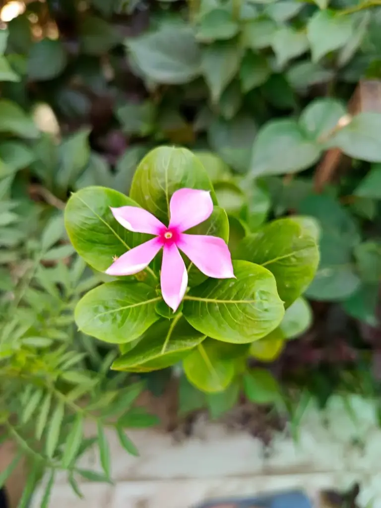 Sadabahar / Winka plant