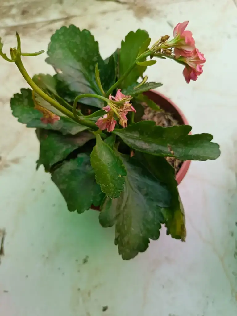 Kalanchoe