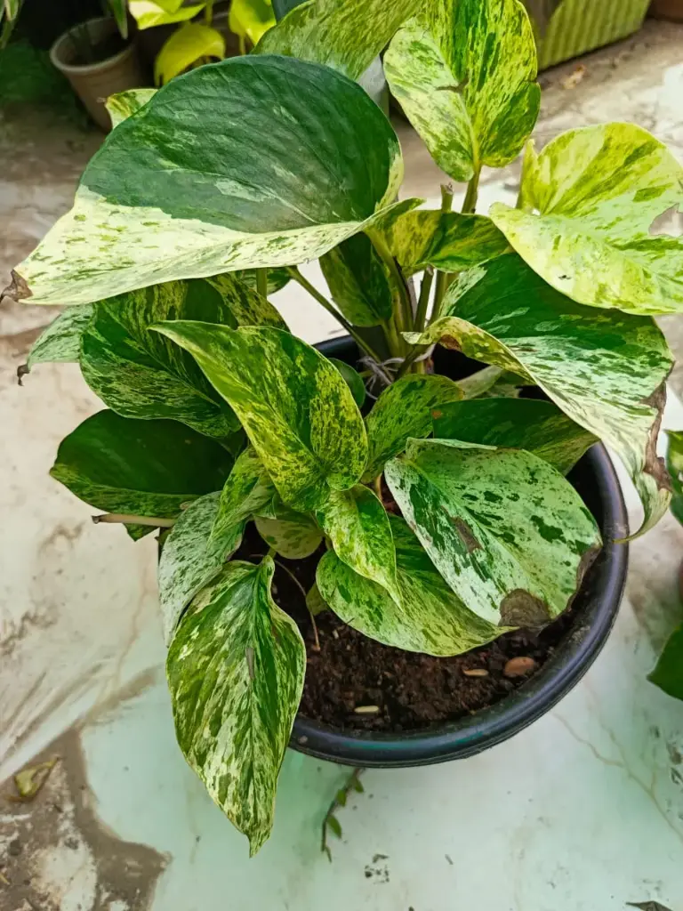 Pothos vareigated