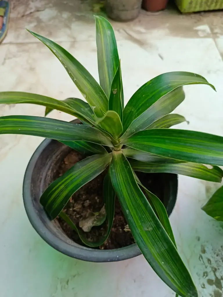 Dracaena green