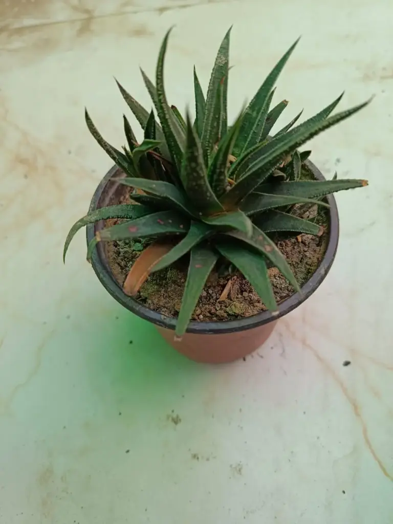 Haworthia succulent