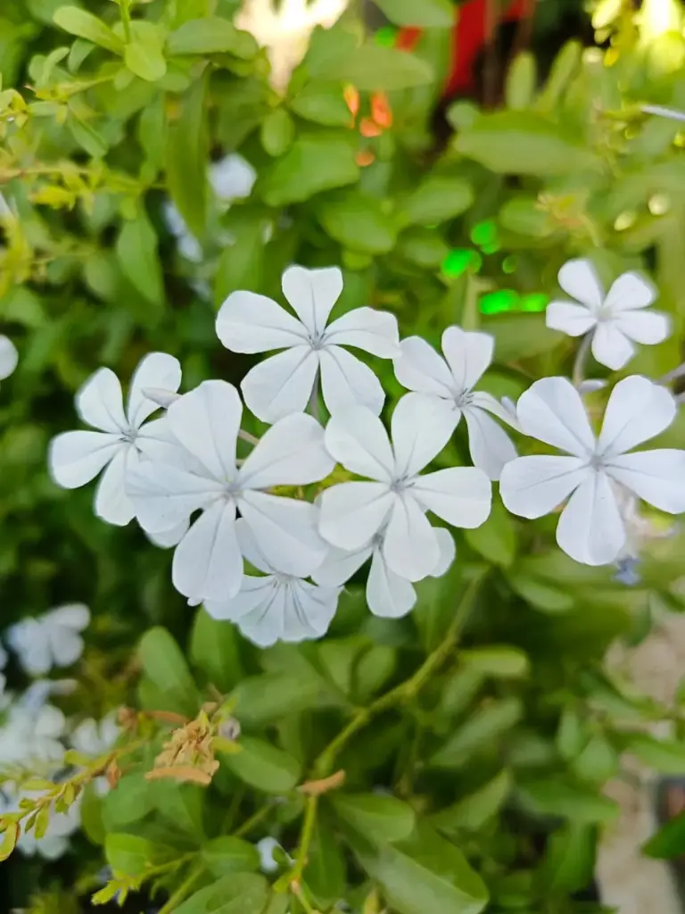 Genus plumbago / leadwort/ chitrak