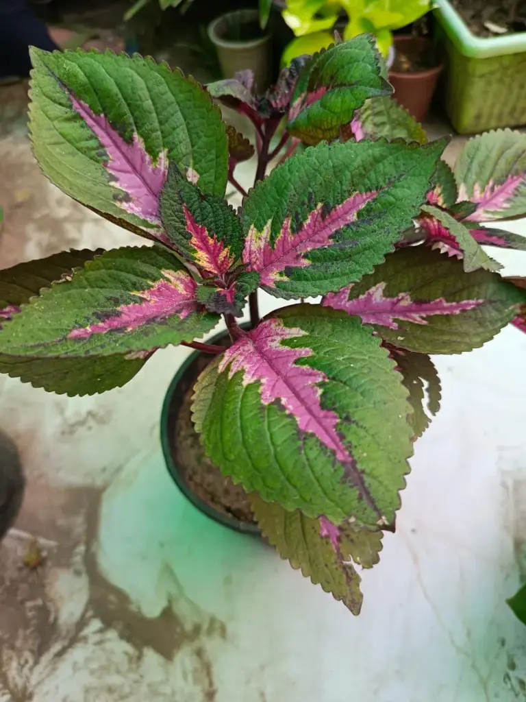 Coleus (GREEN)